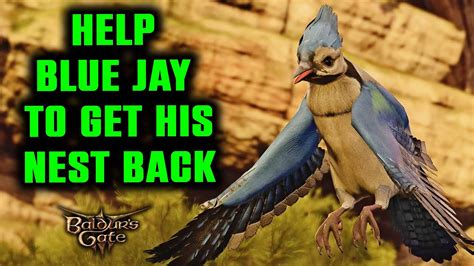 Once the Ancient Giant Eagles are dead, the Blue Jay will express its gratitude for saving its nest (only if you talked to it previously). . Bg3 blue jay eagles